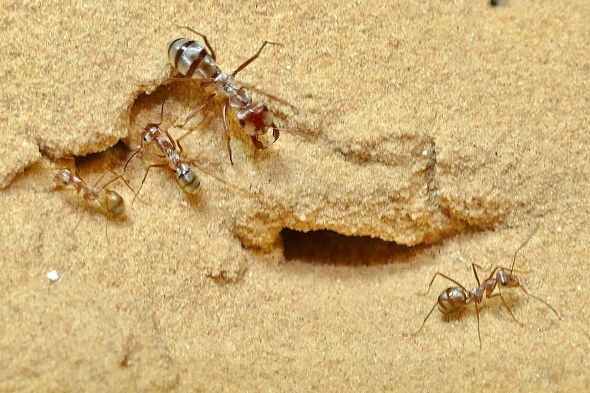 Se sabía poco acerca de cómo las hormigas corren a esa velocidad a través de la abrasadora arena