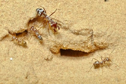 Se sabía poco acerca de cómo las hormigas corren a esa velocidad a través de la abrasadora arena