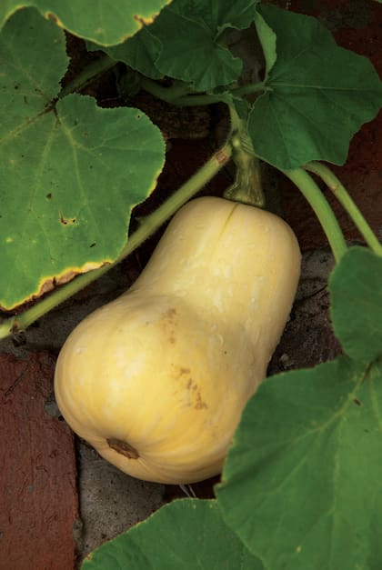 Se separa de la planta el fruto coloreado y se puede conservar en perfecto estado durante varios meses