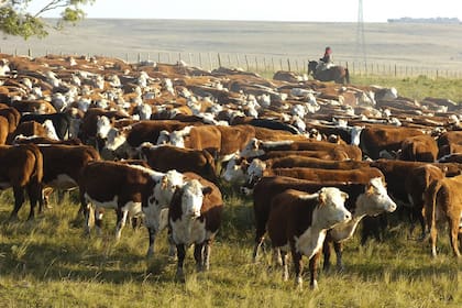 Se terminó una prohibición para exportar ganado en pie con destino a faena