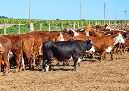 Se tomaron muestras de suelo de 27 feedlots