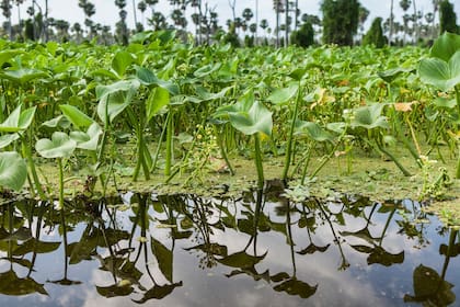Se trata de 400 mil hectáreas en el corazón de la provincia de Formosa que quedaron bajo agua por los desbordes del río Pilcomayo de 1940 y los que sucedieron desde 1966.