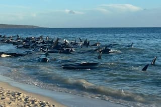 Más de 160 ballenas quedaron varadas en Australia: al menos 26 murieron y se teme que haya que sacrificarlas