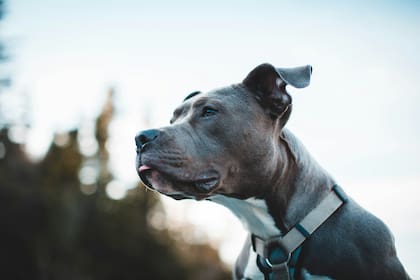 Se trata de la segunda tragedia vinculada a ataques de perros en los últimos tres meses