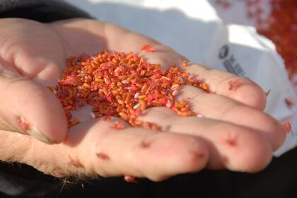 Se trata de liberaciones semanales masivas que se irán acrecentando de cara a la temporada estiva para evitar riesgos en la producción frutícola.