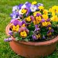 Las tres plantas que sobreviven al invierno y embellecen cualquier jardín
