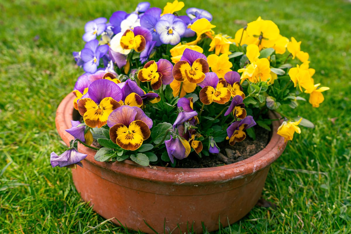 Se trata de plantas que resisten las bajas temperaturas (Foto de carácter ilustrativo: PIXABAY)