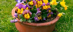 Las tres plantas que sobreviven al invierno y embellecen cualquier jardín