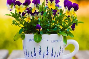 Las tres plantas que sobreviven al invierno y embellecen cualquier jardín