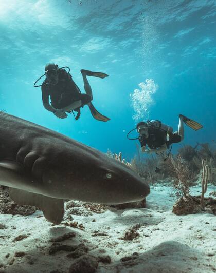 Se trata de tiburones nodriza a los que, en general, se consideran inofensivos para el ser humano