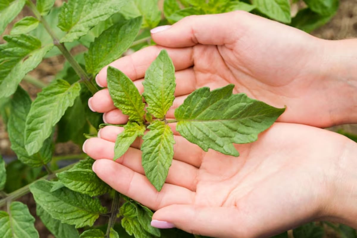 Se trata de un aliado natural para prevenir ciertas afecciones: todos sus beneficios