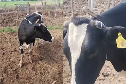 Se trata de un ejemplar de la raza Holando Argentino, productora de leche por excelencia, cuyo valor de mercado supera actualmente los $3 millones