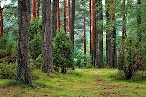 Se trata de un método creado por un biólogo japonés (Foto de carácter ilustrativo: PIXABAY)