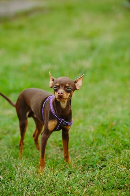 Se trata de un perro afectuoso, inteligente y muy leal a su familia