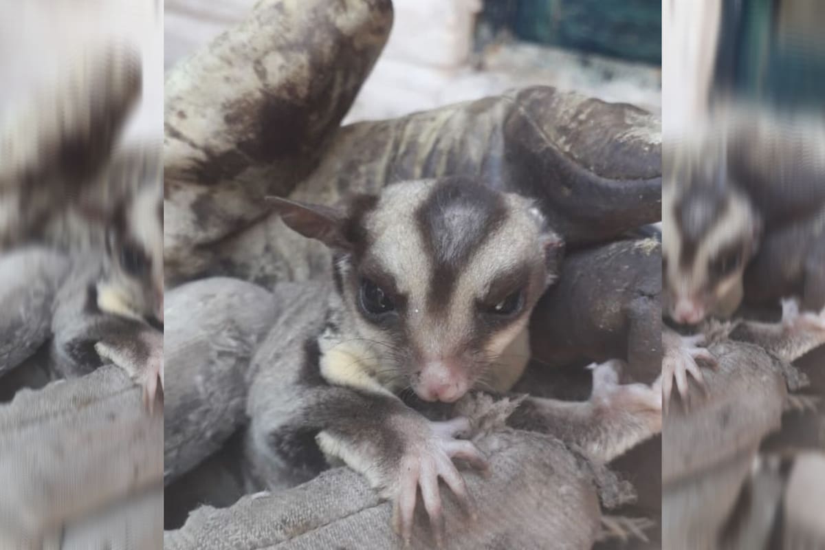 Se trata de un petauro del azúcar, un marsupial oriundo de Australia