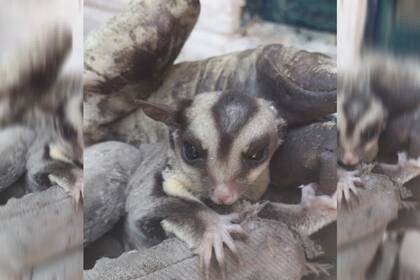 Se trata de un petauro del azúcar, un marsupial oriundo de Australia