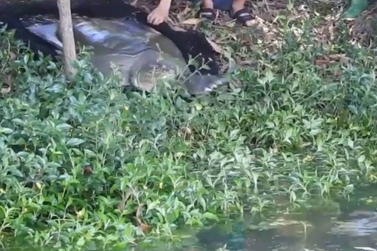 Se trata de un tipo de tortuga de caparazón bando. Hasta ahora, solo quedaba un macho en un zoológico chino. Ahora encontraron una hembra en Vietnam