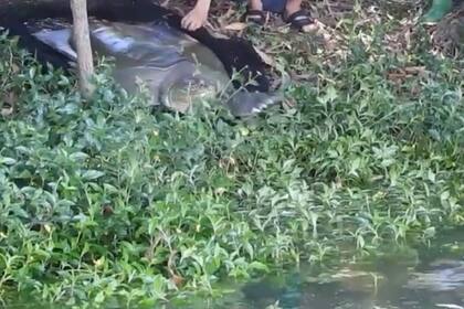 Se trata de un tipo de tortuga de caparazón bando. Hasta ahora, solo quedaba un macho en un zoológico chino. Ahora encontraron una hembra en Vietnam