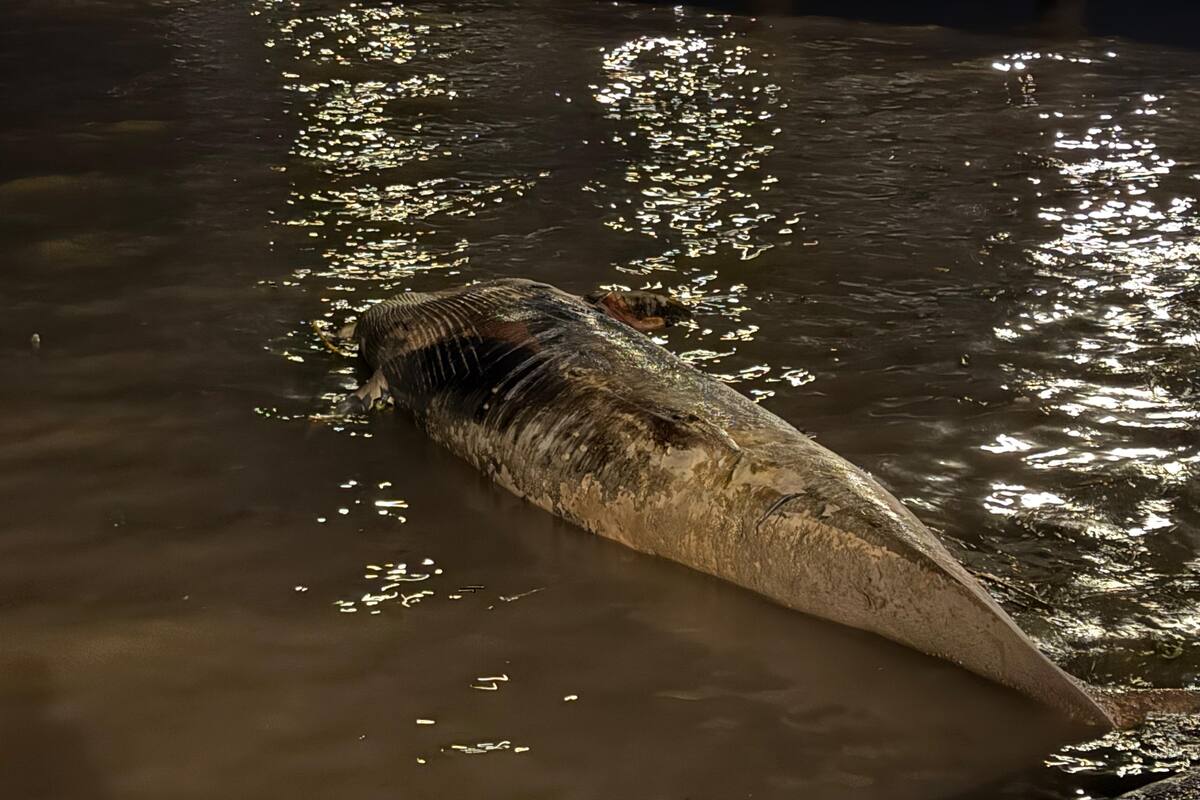 Se trata de una ballena sei de aproximadamente seis metros de largo