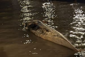 Se trata de una ballena sei de aproximadamente seis metros de largo