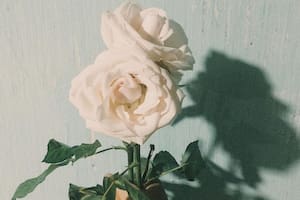 El poderoso ritual de rosas blancas para purificar las energías del hogar