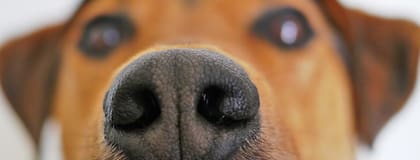 Se trata de una enfermedad altamente contagiosa que se manifiesta en síntomas respiratorios, digestivos, cutáneos, nerviosos y oculares