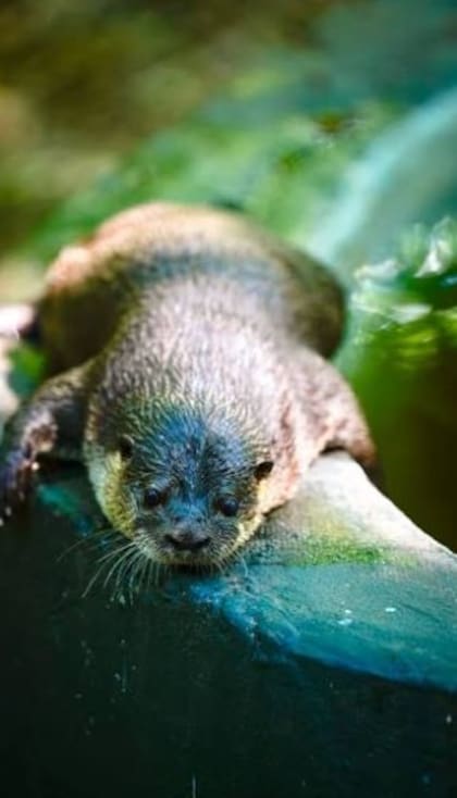 Se trata de una especie "casi amenazada" de extinción (Captura: Instagram @fundacionazara)