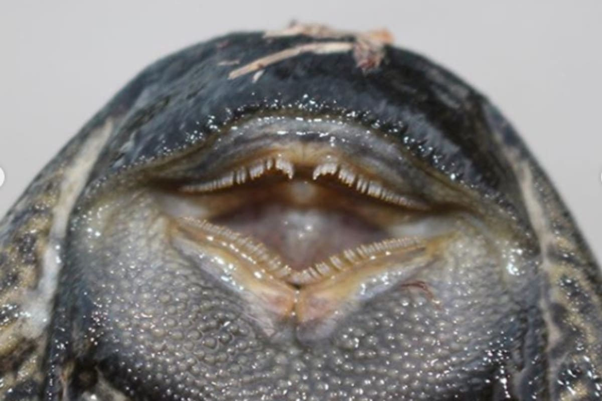 Se trata de una especie de la familia de los bagres blindados. Apareció al este de la India. Se cree que llegó hasta allí por una confusión en la cría de peces exóticos