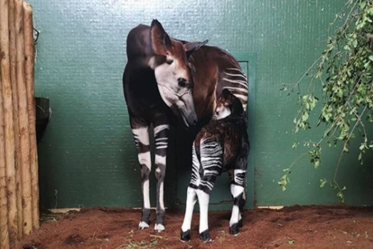 Se trata de una especie en peligro de extinción. Hoy quedan alrededor de 25 mil ejemplares en estado salvaje. Provienen de la República Democrática del Congo. Se los conoce también como jirafas del bosque