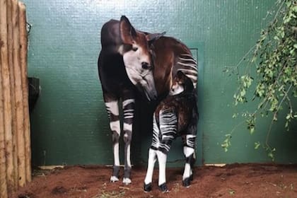 Se trata de una especie en peligro de extinción. Hoy quedan alrededor de 25 mil ejemplares en estado salvaje. Provienen de la República Democrática del Congo. Se los conoce también como jirafas del bosque