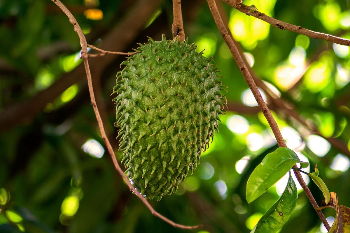Se trata de una fruta tropical que merece atención por sus múltiples propiedades