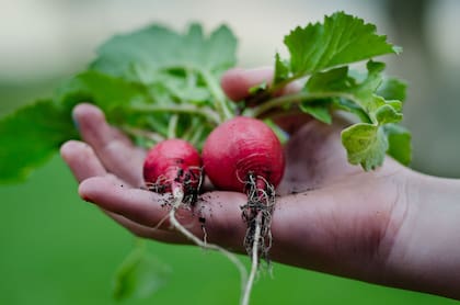 Se trata de una hortaliza baja en calorías y rica en vitaminas que ayuda al sistema inmunológico