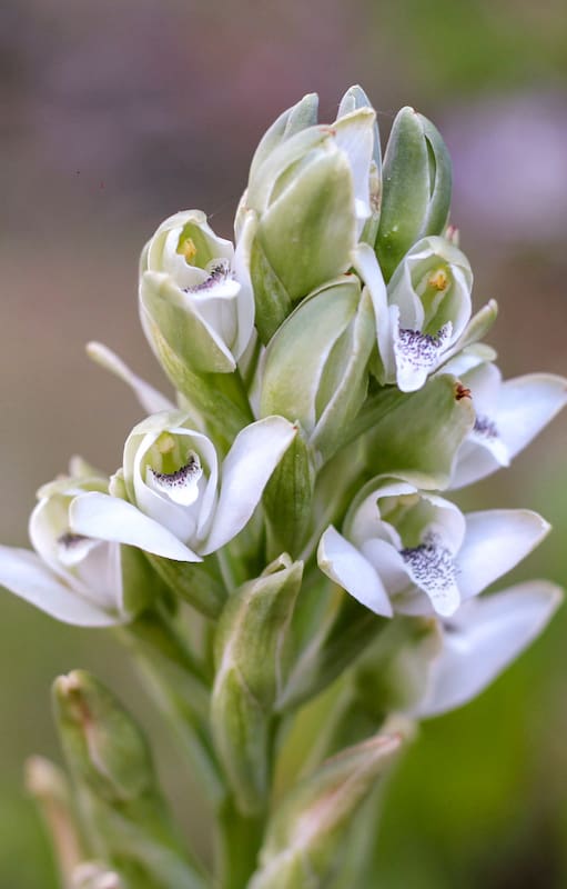 Se trata de una orquídea terrestre nativa, que en diciembre de 2017 fue declarada Flor Simbólica de la Ciudad Autónoma de Buenos Aires