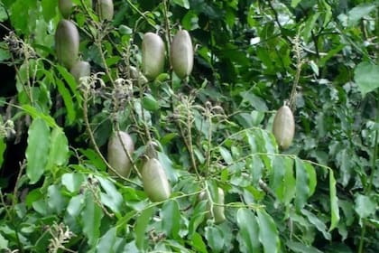 Se trata de una planta originaria de África (imagen ilustrativa)