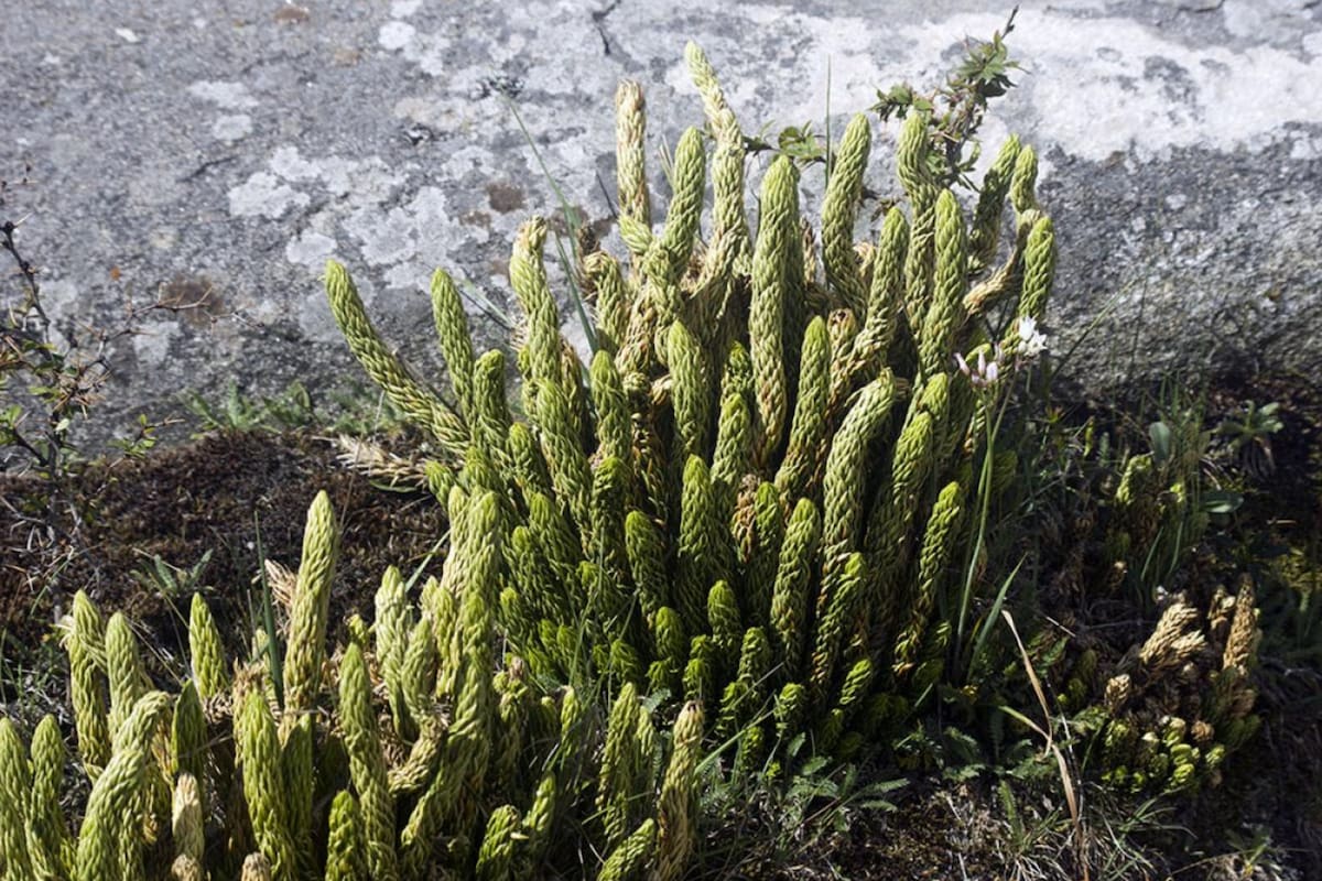 Se trata de una planta oriunda de las regiones montañosas de Bolivia, Perú y el norte de Argentina