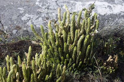 Se trata de una planta oriunda de las regiones montañosas de Bolivia, Perú y el norte de Argentina