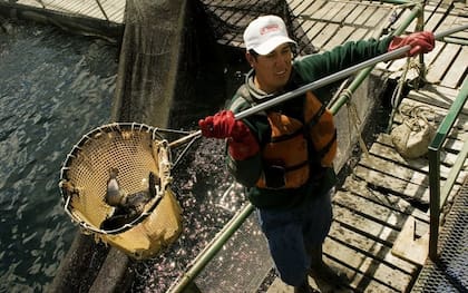 Se trata de una producción de agua dulce