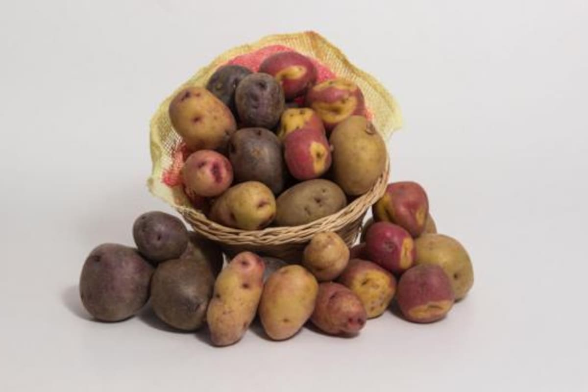 Se trata de una variedad de papa lanzada en 2021 que no requiere fungicidas para resistir el tizón tardío