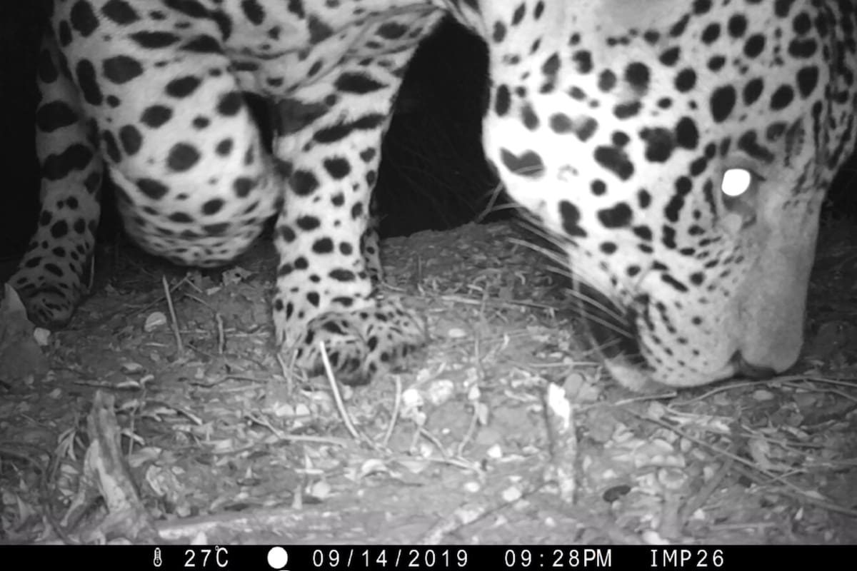 Se trata del felino más grande de América