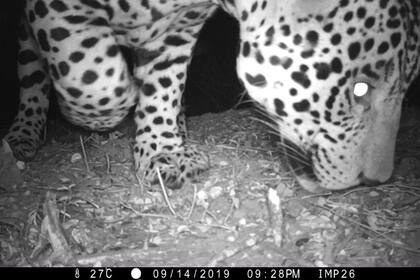 Se trata del felino más grande de América