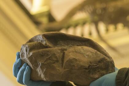 Se trata del huevo de cáscara blanda más grande descubierto