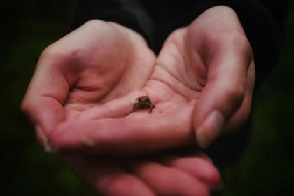 Se trata del segundo vertebrado más pequeño del mundo conocido