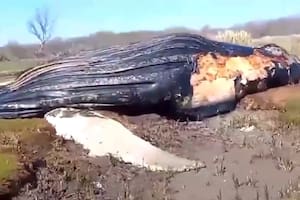 Se trataría de una ballena jorobada que se desorientó y encalló