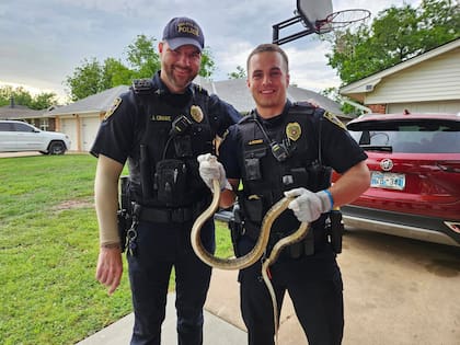 Se trató del segundo reporte de serpientes en autos recibido por la policía de The Village, en Oklahoma, en la misma semana