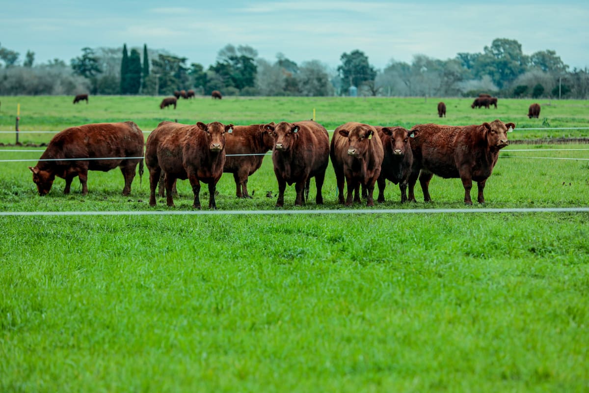 Um acelerador de sucesso para um produtor multiplicar o potencial reprodutivo das vacas