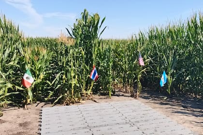 Se usa germoplasma de diversos orígenes para potenciar los productos, como el proveniente de la Argentina