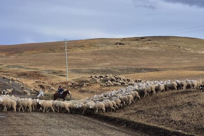 “Se va a caer el mercado con Israel si no se revierte esta situación”, aseguró el productor Enrique Jamieson