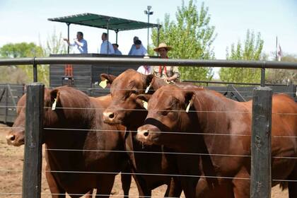 Se vendieron 118 reproductores