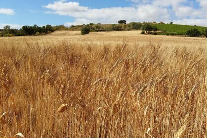 Se vendió trigo por US$416 millones