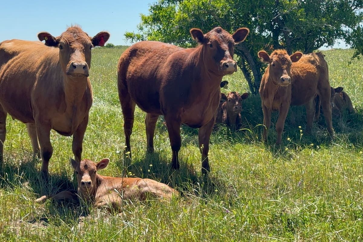 Se viene el sistema de identificación electrónica del ganado